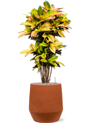 Croton (Codiaeum) variegatum 'Mrs. Iceton' en Humus
