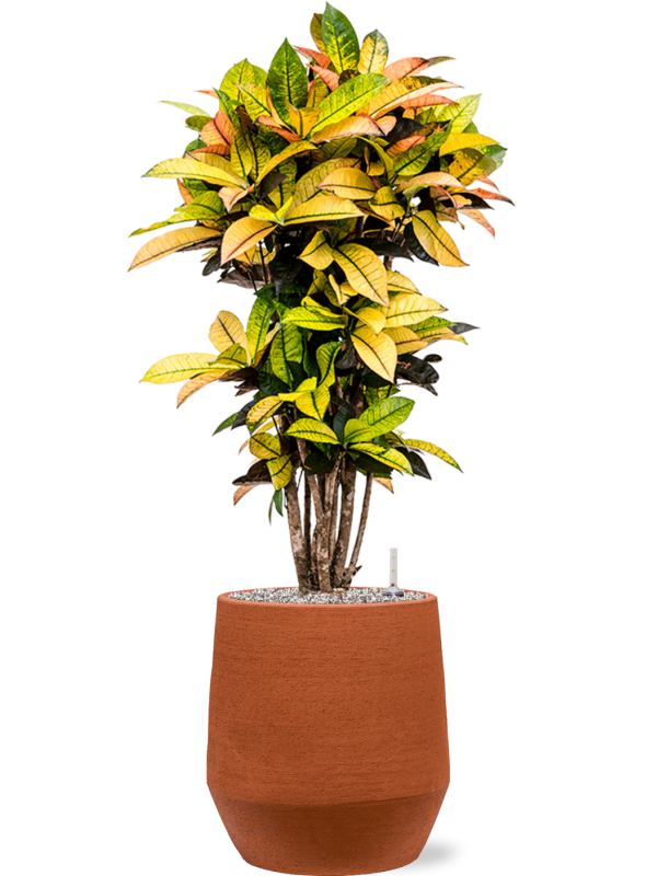Croton (Codiaeum) variegatum 'Mrs. Iceton' en Humus, 1240C