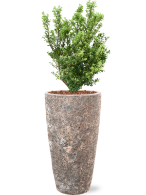 Ilex crenata 'Dark Green' en Baq Lava