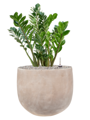 Zamioculcas zamiifolia en Terra Cotta Omar