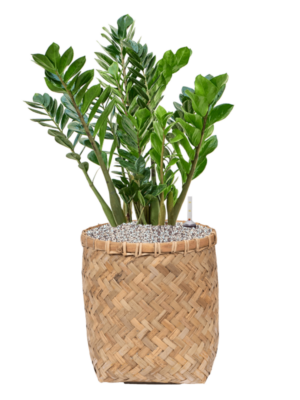 Zamioculcas zamiifolia en Bohemian