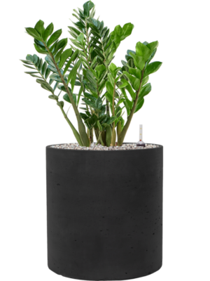 Zamioculcas zamiifolia en Rough
