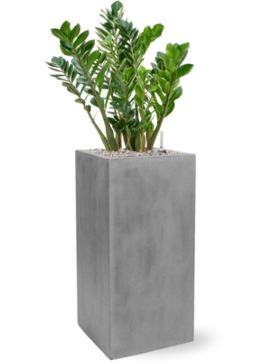 Zamioculcas zamiifolia en Fiberstone