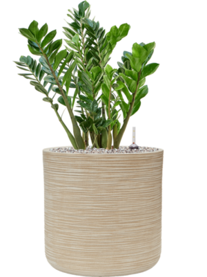 Zamioculcas zamiifolia en Baq Dune