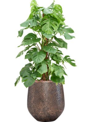 Monstera deliciosa en Baq Opus Hit