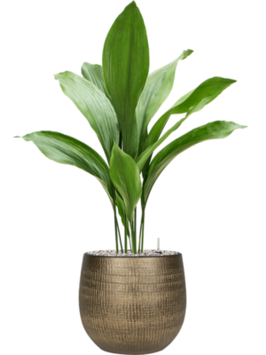 Aspidistra elatior en Ryan