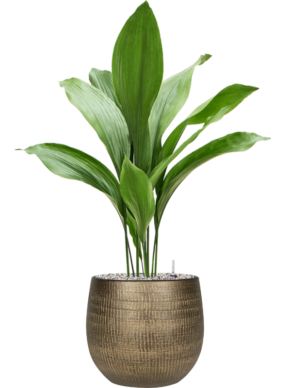 Aspidistra elatior en Ryan, Ter Steege