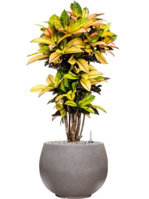 Croton (Codiaeum) variegatum 'Mrs. Iceton' en Rotunda Urban