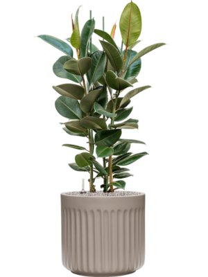 Ficus elastica 'Robusta' en Doric Natural