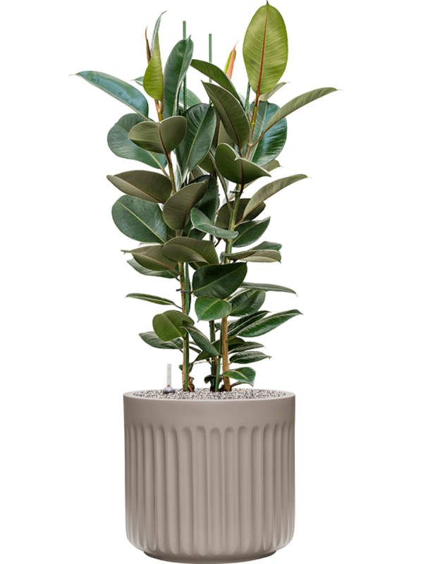 Ficus elastica 'Robusta' en Doric Natural, Tau