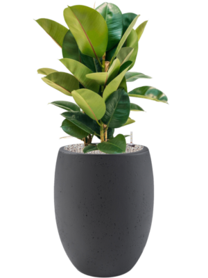 Ficus elastica 'Robusta' en Grigio