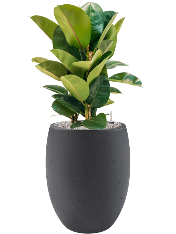 Ficus elastica 'Robusta' en Grigio, Luca Lifestyle