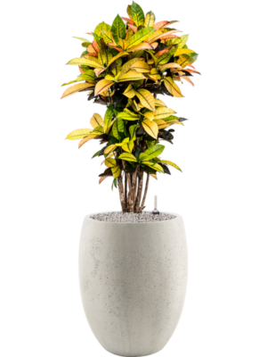 Croton (Codiaeum) variegatum 'Mrs. Iceton' en Grigio