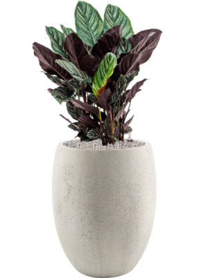 Calathea sanderiana en Grigio