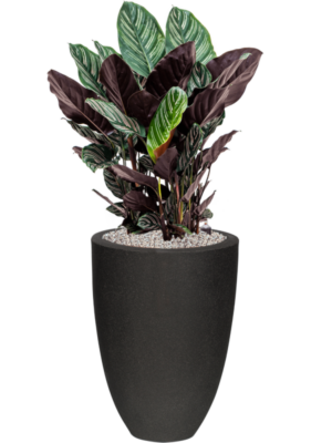 Calathea sanderiana en Capi Urban Smooth NL