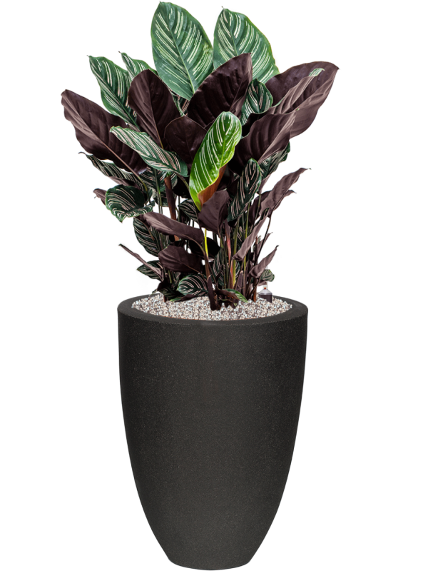 Calathea sanderiana en Capi Urban Smooth NL