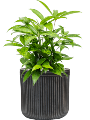 Dracaena surculosa en Baq Vertical Rib