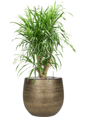 Pleomele (Dracaena) 'Anita' en Ryan