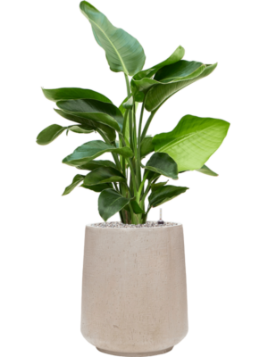 Strelitzia nicolai en Baq Raindrop