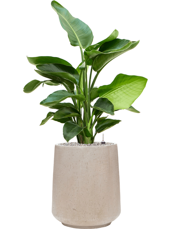 Strelitzia nicolai en Baq Raindrop