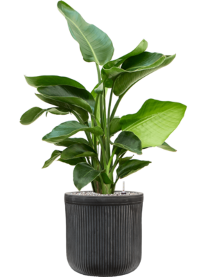 Strelitzia nicolai en Baq Vertical Rib