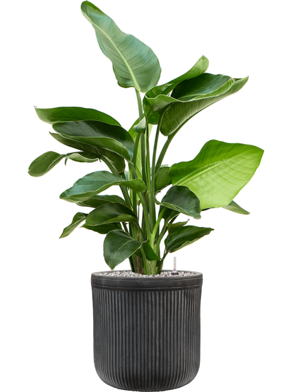 Strelitzia nicolai en Baq Vertical Rib