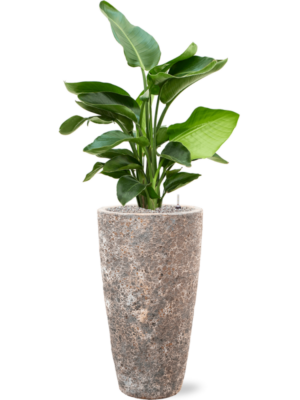 Strelitzia nicolai en Baq Lava