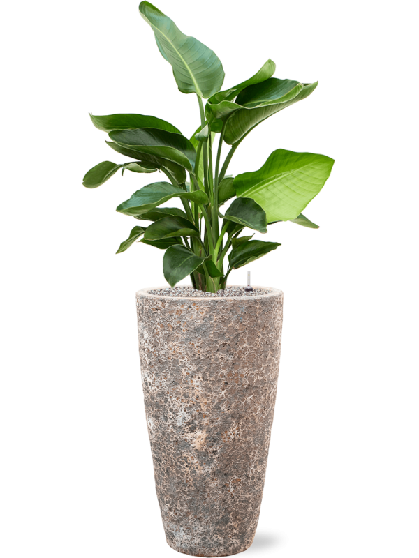 Strelitzia nicolai en Baq Lava