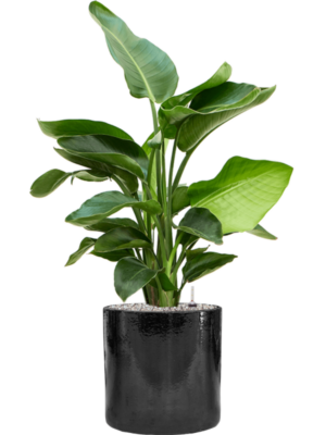 Strelitzia nicolai en Cylinder