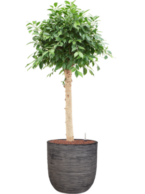 Ficus microcarpa 'Nitida' en Capi Nature Rib NL