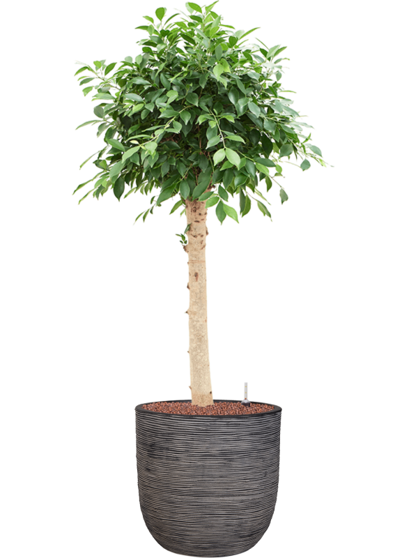 Ficus microcarpa 'Nitida' en Capi Nature Rib NL
