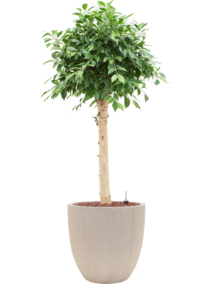 Ficus microcarpa 'Nitida' en Baq Raindrop
