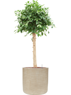 Ficus microcarpa 'Nitida' en Baq Dune