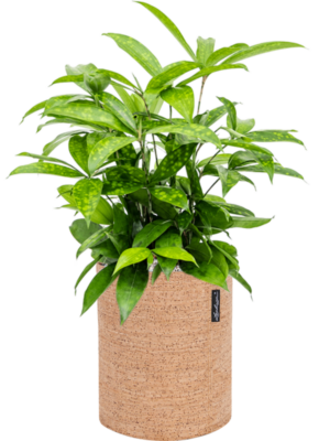 Dracaena surculosa en Lechuza Trendcover 23 Cork