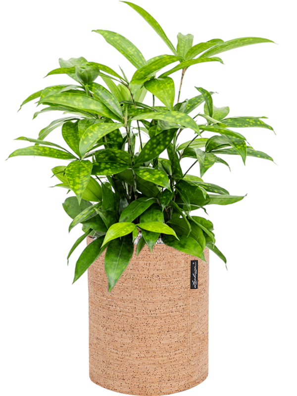 Dracaena surculosa en Lechuza Trendcover 23 Cork