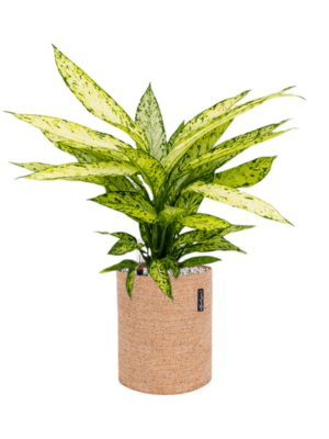 Dieffenbachia 'Vesuvius' en Lechuza Trendcover 23 Cork
