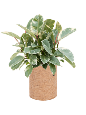 Ficus elastica 'Tineke' en Lechuza Trendcover 23 Cork