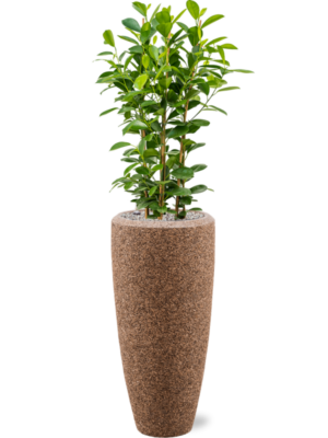 Ficus microcarpa 'Moclame' en Baq Naturescast