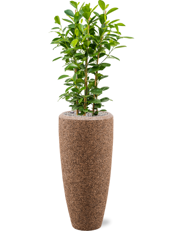 Ficus microcarpa 'Moclame' en Baq Naturescast