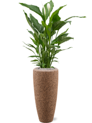 Spathiphyllum 'Sweet Sebastiano' en Baq Naturescast