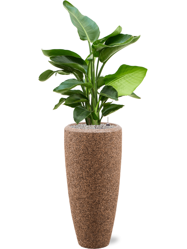 Strelitzia nicolai en Baq Naturescast