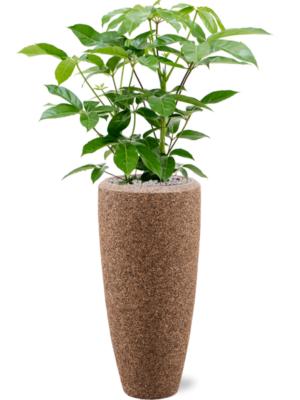 Schefflera actinophylla 'Amate' en Baq Naturescast