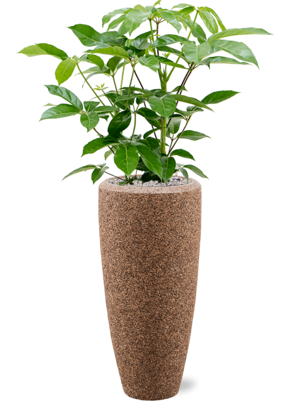 Schefflera actinophylla 'Amate' en Baq Naturescast