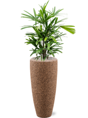 Rhapis excelsa en Baq Naturescast