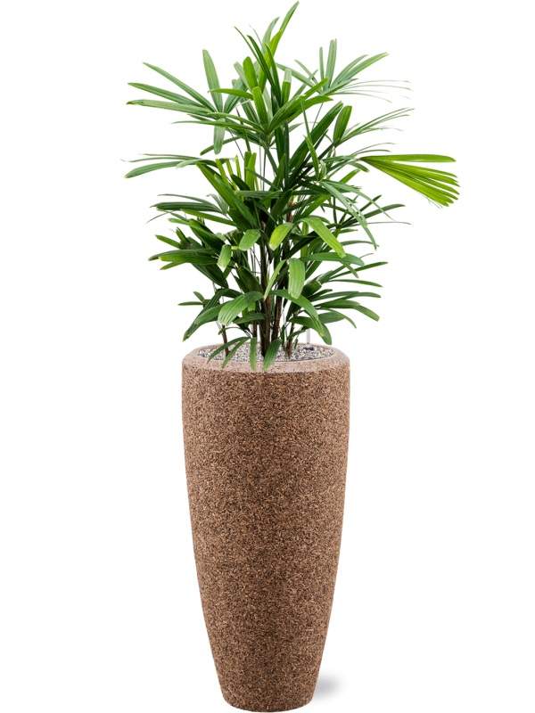 Rhapis excelsa en Baq Naturescast