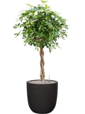 Schefflera arboricola 'Gold Capella' en Capi Nature Rib NL