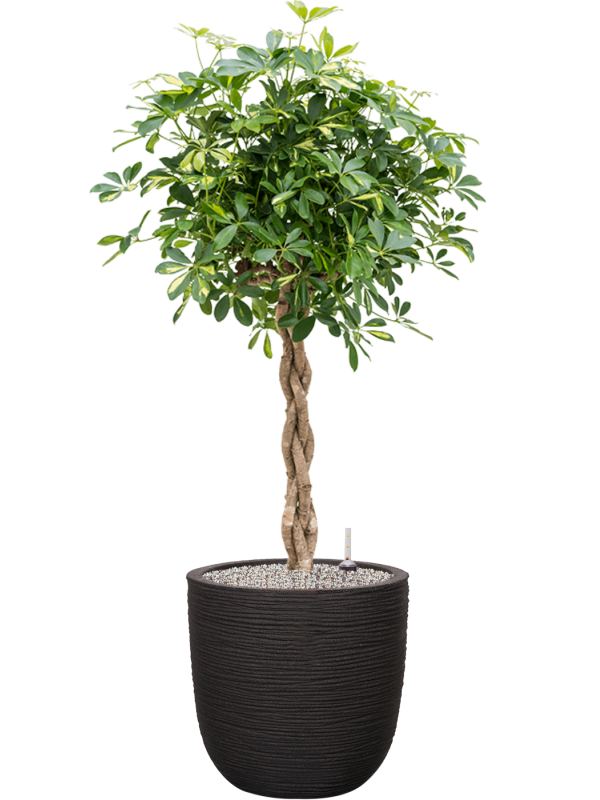 Schefflera arboricola 'Gold Capella' en Capi Nature Rib NL