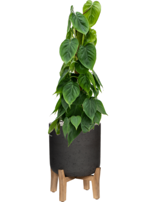 Philodendron scandens en Rough With Feet Low