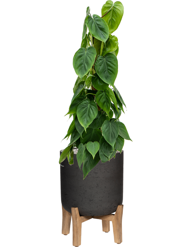 Philodendron scandens en Rough With Feet Low, Pottery Pots