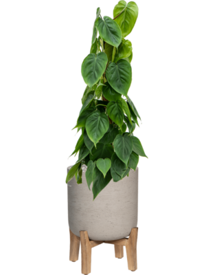 Philodendron scandens en Rough With Feet Low